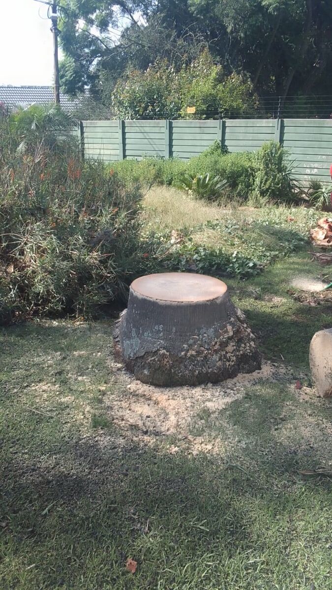 A clean stump after a Brands Tree Felling job — no debris, ready for stump grinding