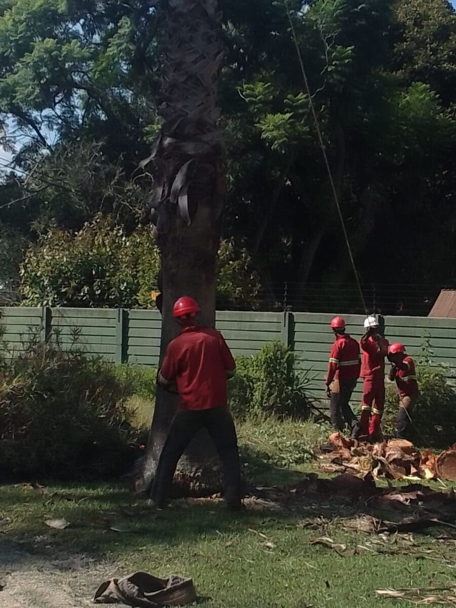 Brands Tree Felling crew working on a palm tree