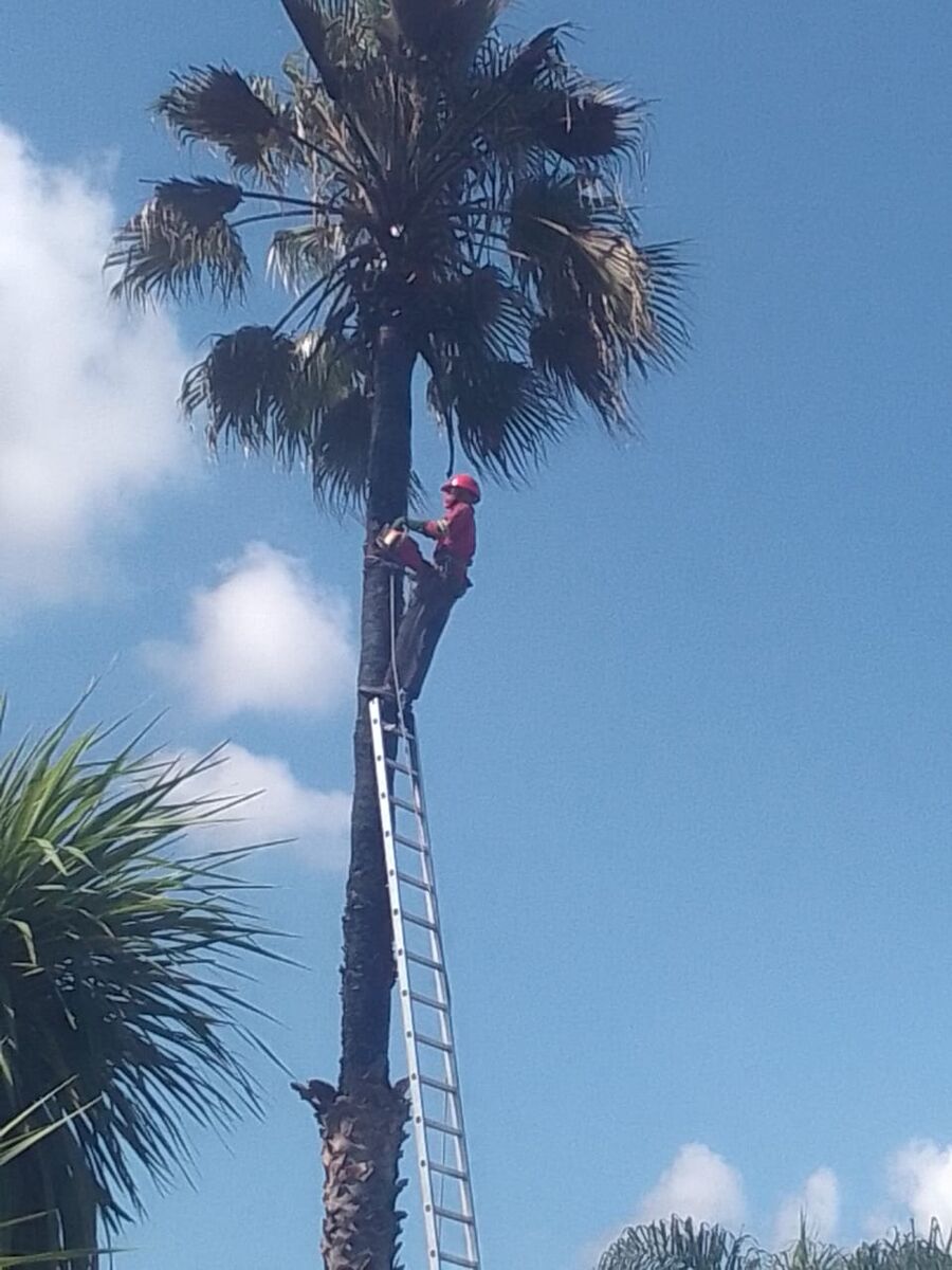 A Brands Tree Felling climber working at the top of a tall palm tree