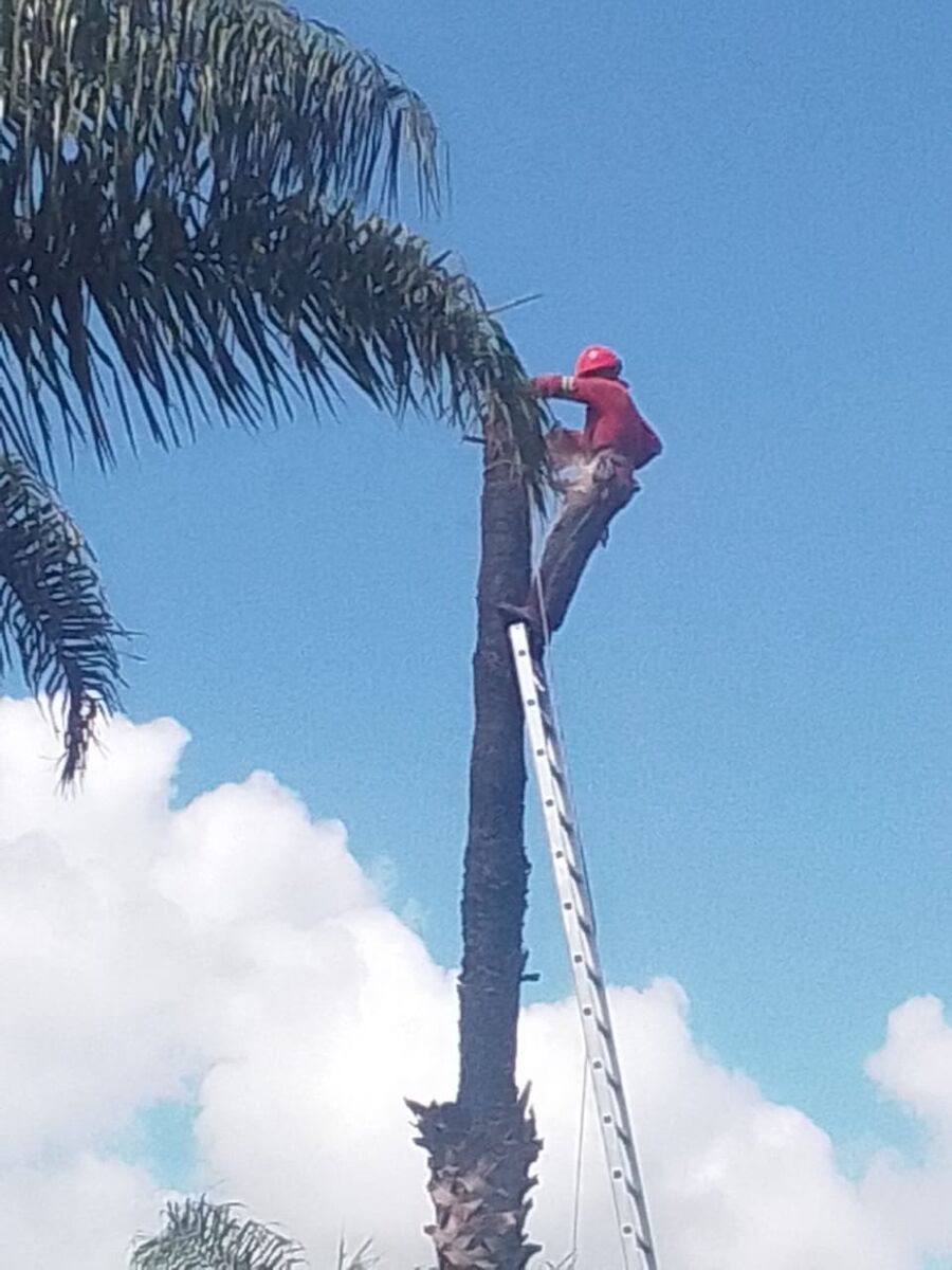 A climber assessing a palm tree from the canopy